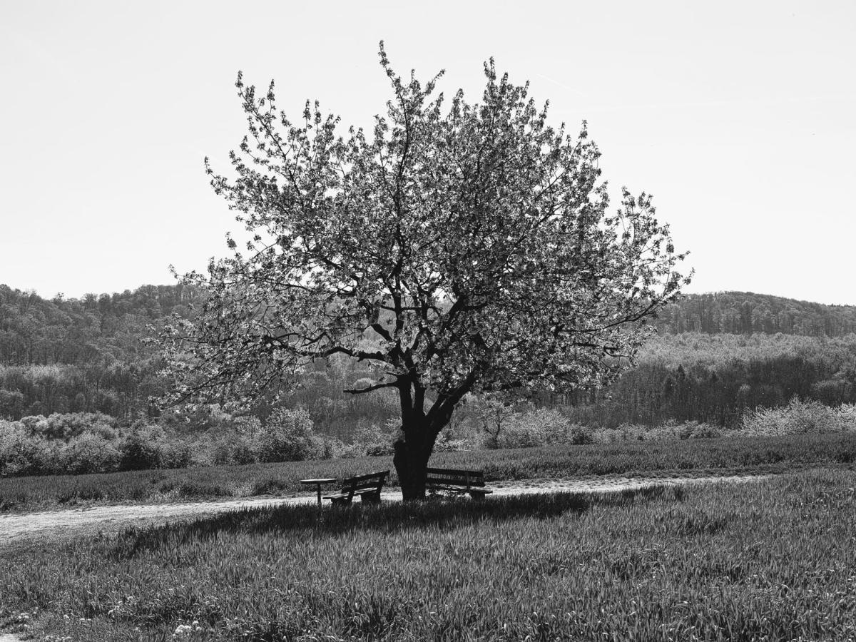 Villa Bianca Am Huy Dingelstedt Dış mekan fotoğraf